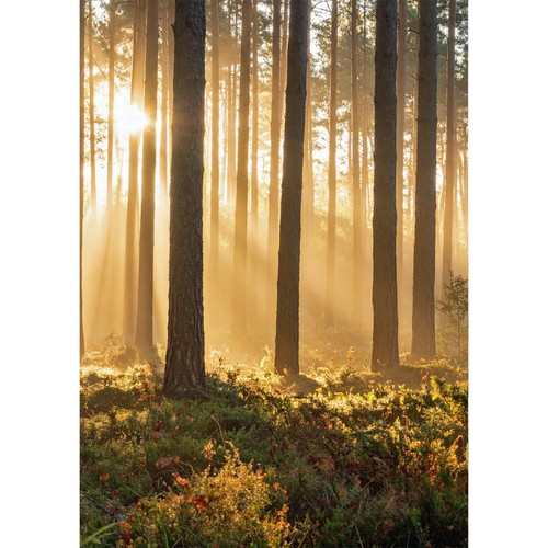 Trauerkarte wald lichtstrahlen - trauerkarte,